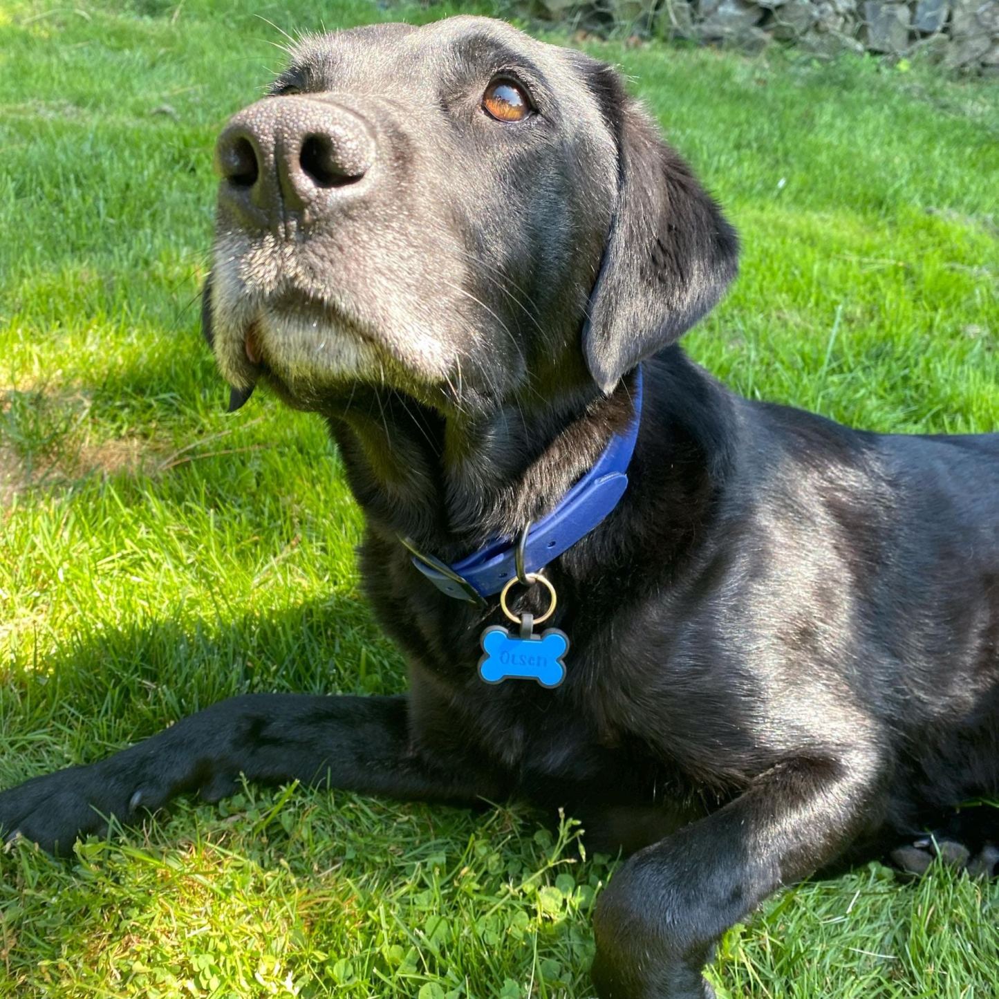 Personalized 3D Printed Bone-Shaped Dog Tag Key Chain | BKPet355