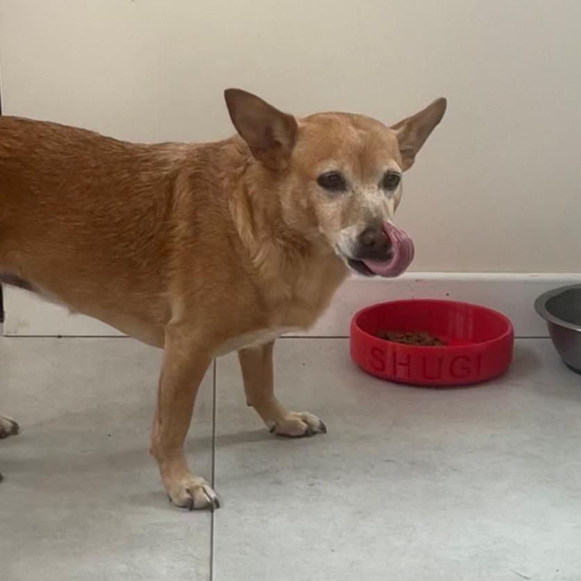 Personalized 3D Printed Dog Bowl With Name | BKPet358