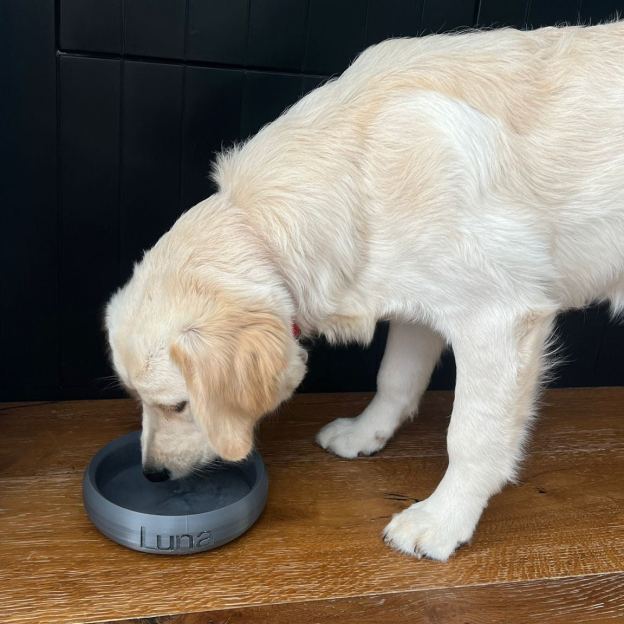 Personalized 3D Printed Dog Bowl With Name | BKPet358
