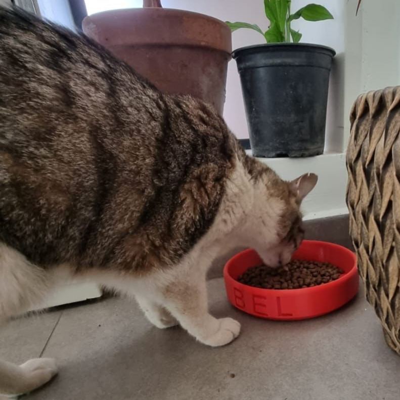 Personalized 3D Printed Dog Bowl With Name | BKPet358