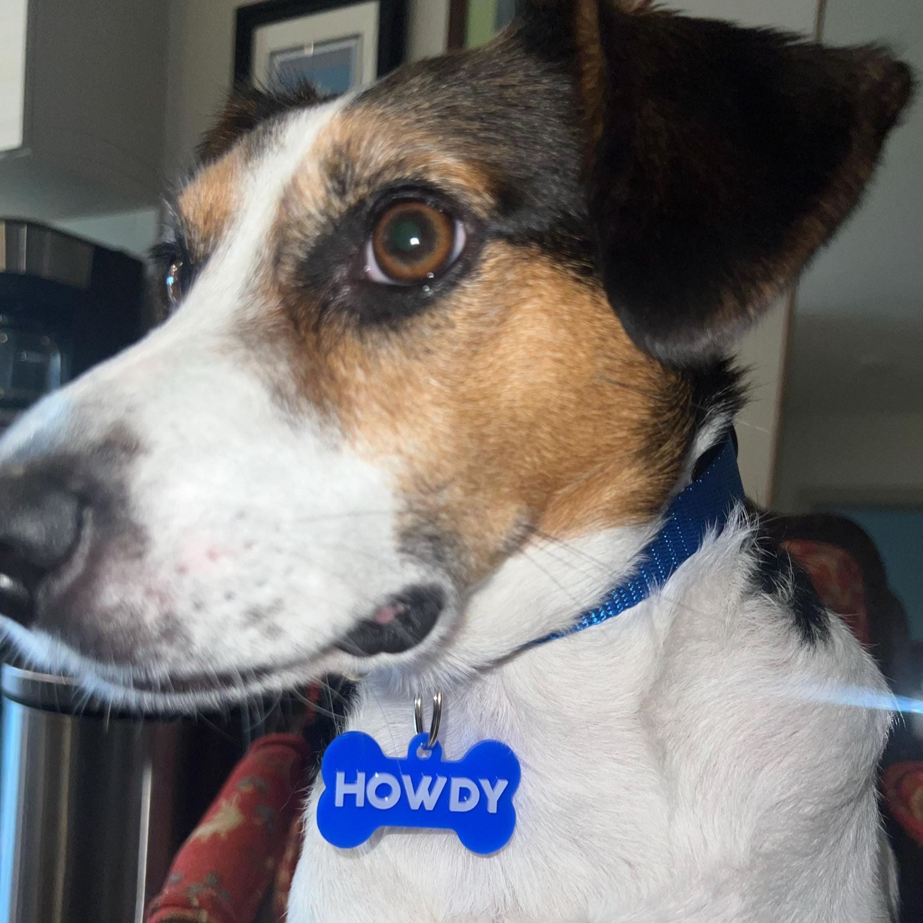 Personalized 3D Printed Bone-Shaped Dog ID Tag | BKPet401