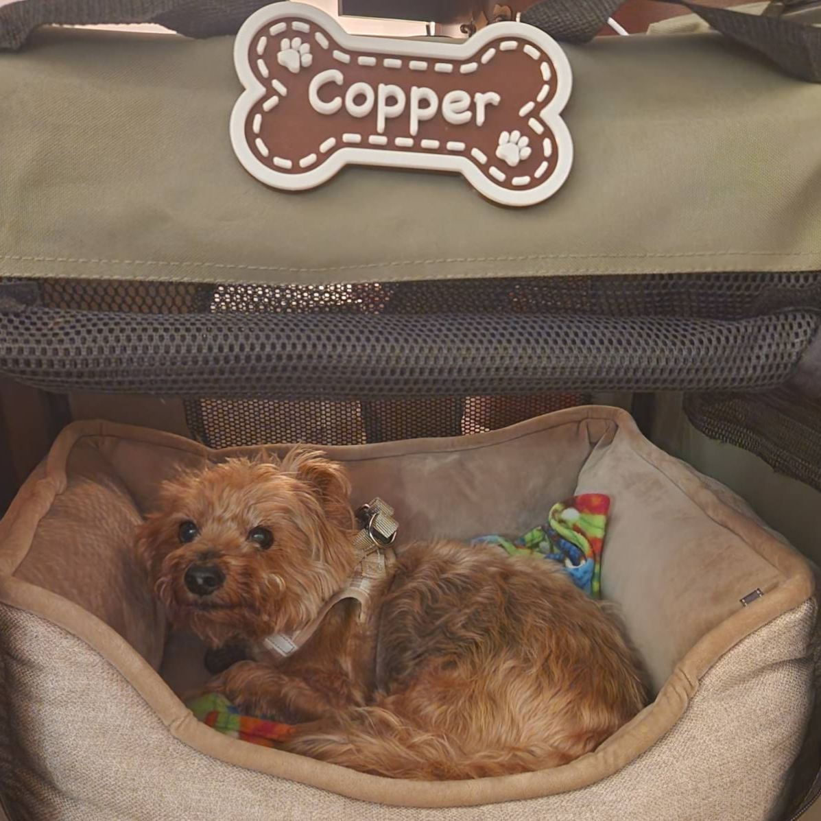 Personalized 3D Printed Dog Name Crate Sign | BKPet411