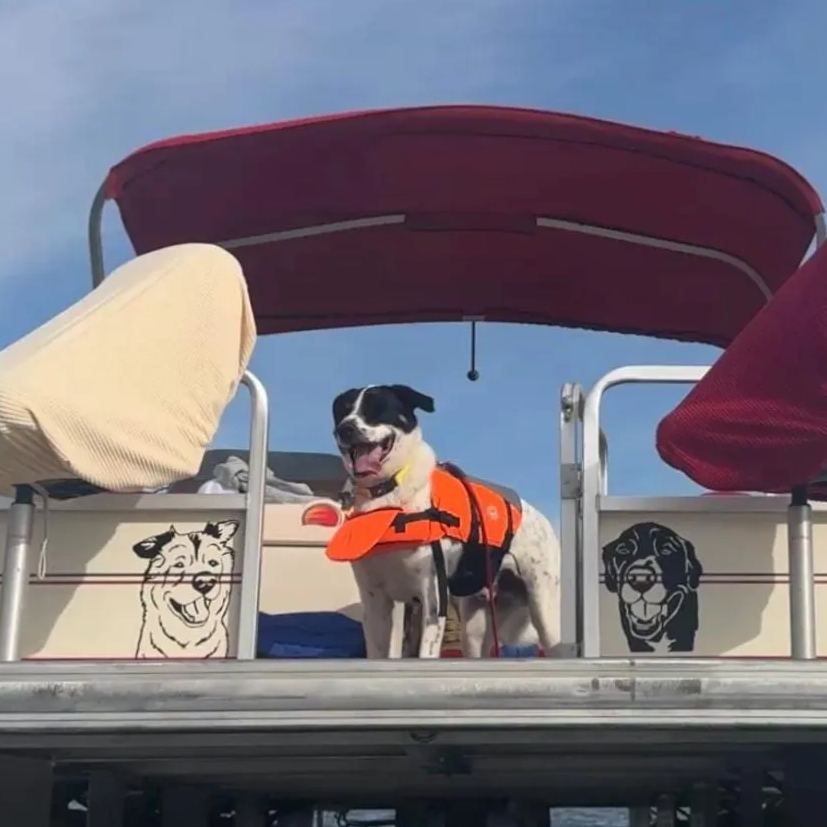 Personalized Adorable Pet Portrait Vinyl Decal | BKPet422