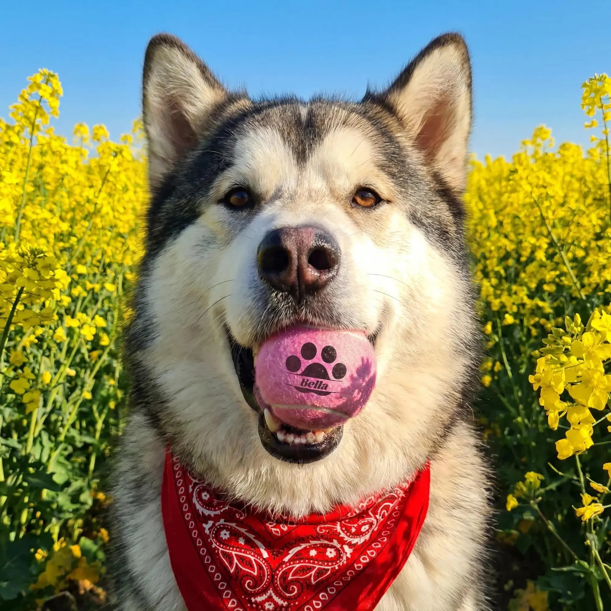 Personalized Dog Tennis Ball With Name | MNToy27