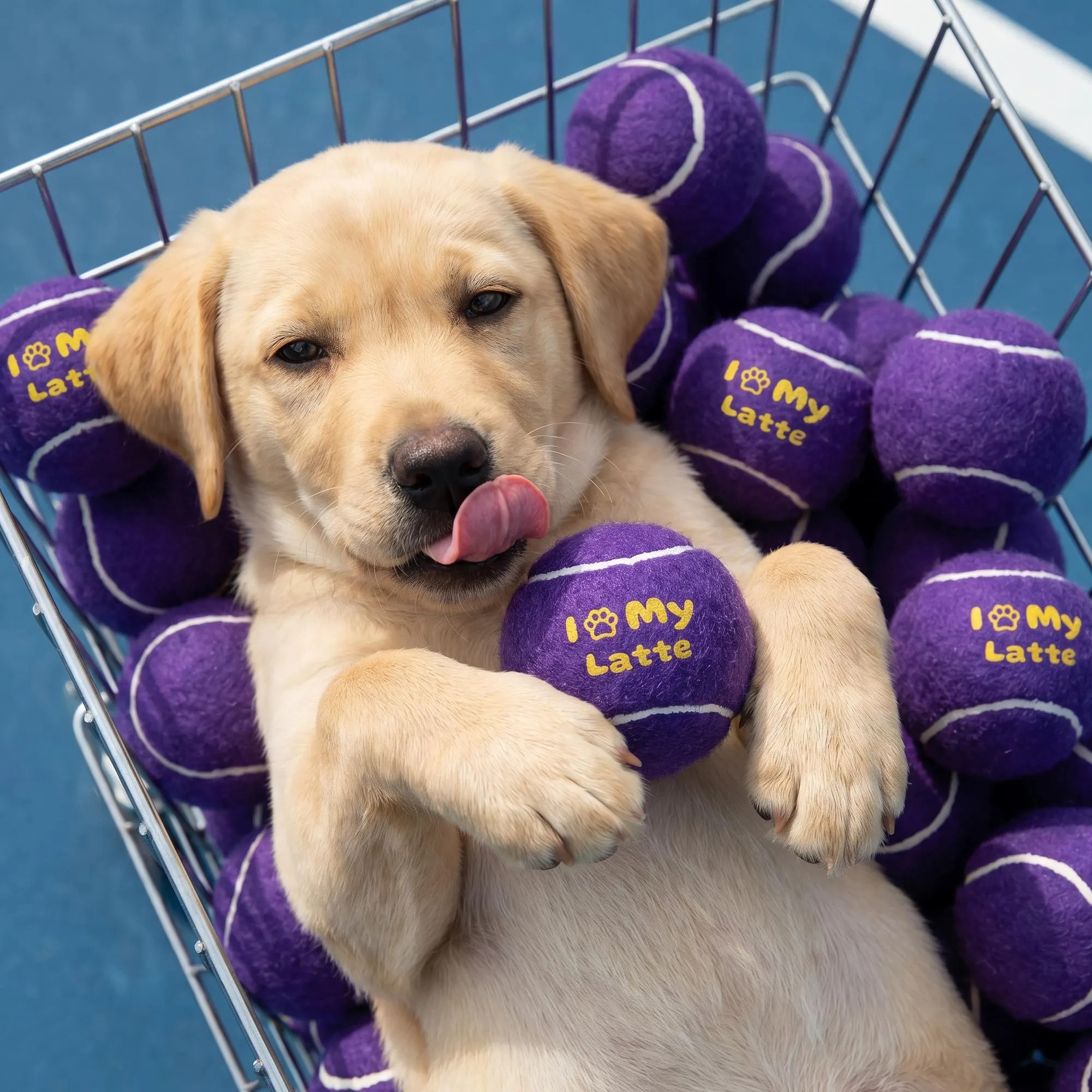 Personalized Dog Tennis Ball With Name | MNToy27