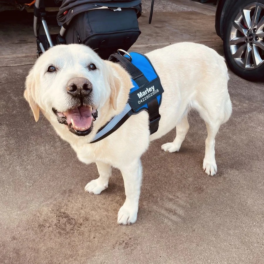 Personalized Explosion-Proof Reflective Dog Harness | MNAccs110