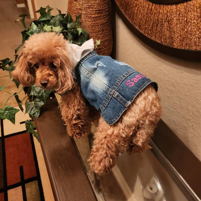 Personalized Embroidered  Pets Denim Jacket | BKPet54