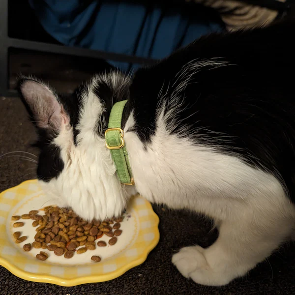 Personalized Velvet Engraved Cat Collar | BKPet95