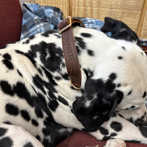 Personalized Name or Information Leather Pet Collar | BKPet151