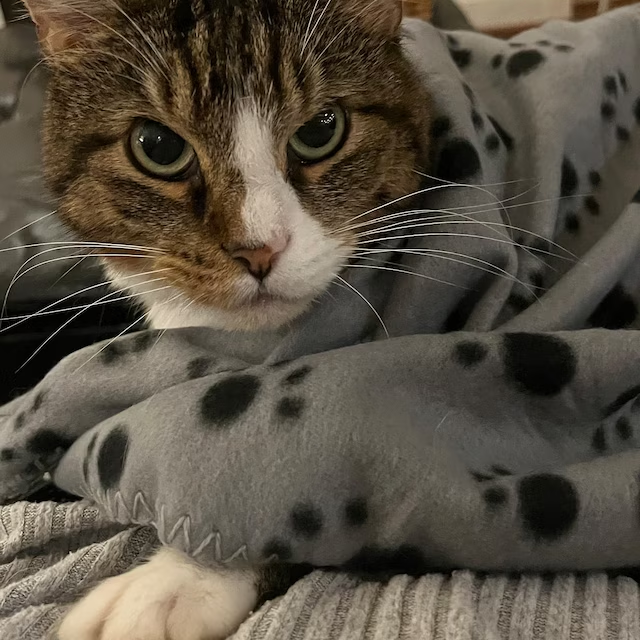 Personalized Warm Pet Blanket for Comfort & Unique | BKPet40