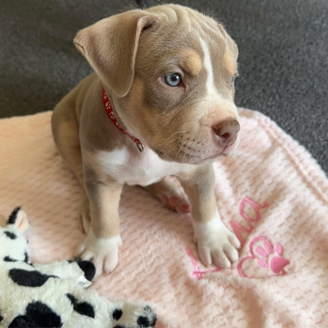 Personalized Warm Pet Blanket for Comfort & Unique | BKPet17