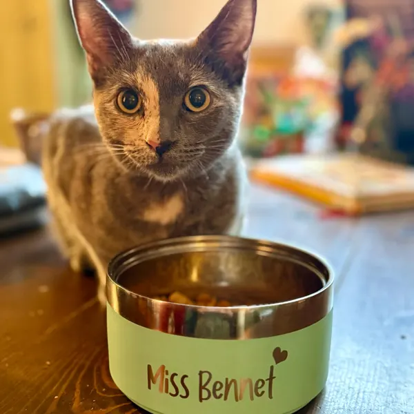 Personalized Stainless Steel Pet Food Bowl  | BKPet150