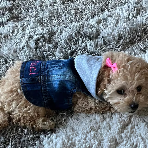 Personalized Embroidered  Pets Denim Jacket | BKPet54