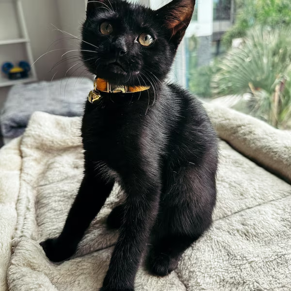 Personalized Velvet Engraved Cat Collar | BKPet95