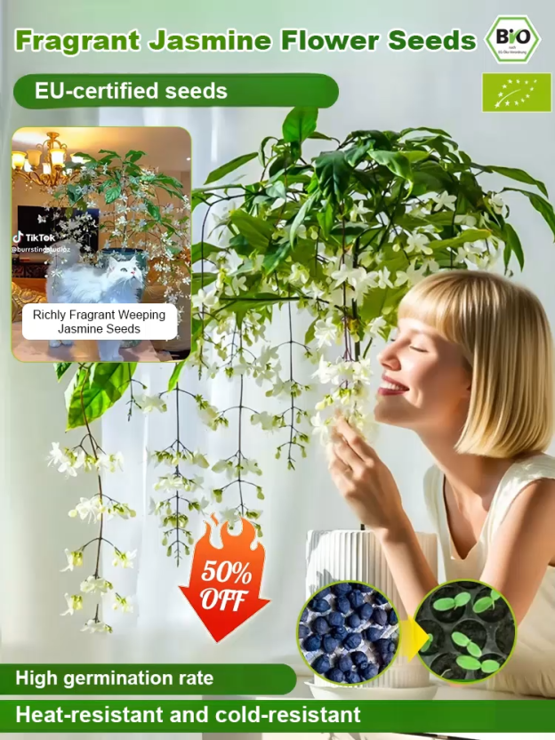 Richly Fragrant Weeping Jasmine Seeds