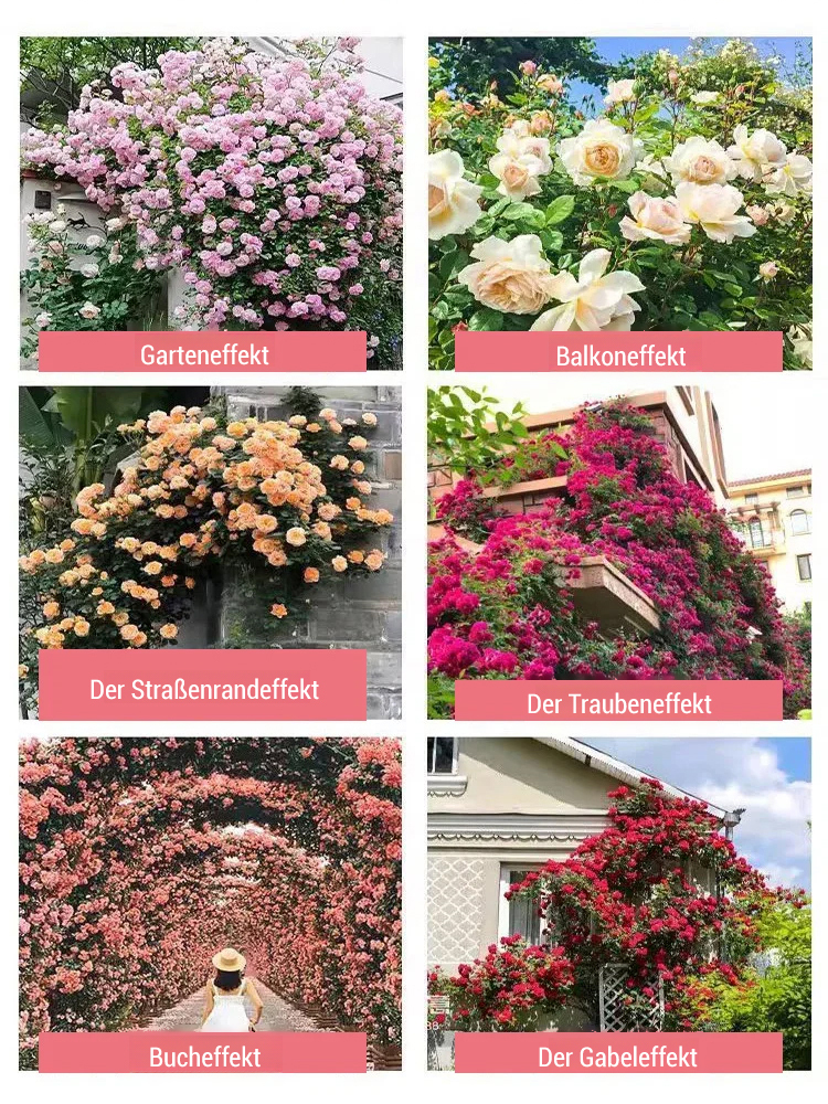 【100% Anwachsgarantie】Erfurter Galaxy-Kletterrose | Ganzjährige Blüte | Ideal für Zäune & Wände