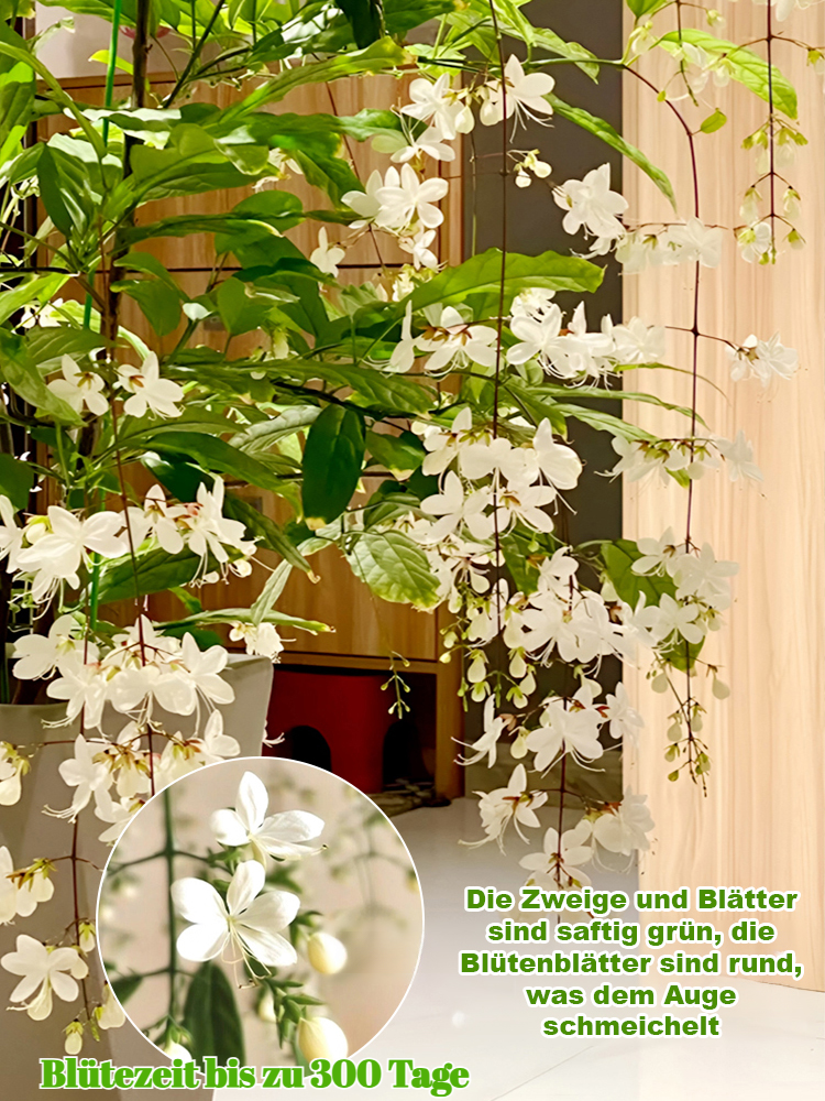 【Duft verbreitet sich weit】 Stark duftende hängende Jasminsamen