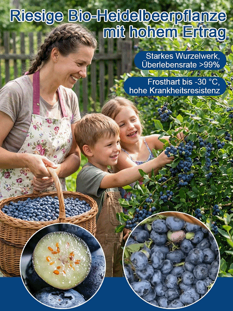 Mosel-Premium Riesenheidelbeere🫐 | Ernte bereits im ersten Juni | Winterhart bis -30 Grad | XXL-Ertrag bis 10kg pro Pflanze🌱100 Prozent Bio-tauglich