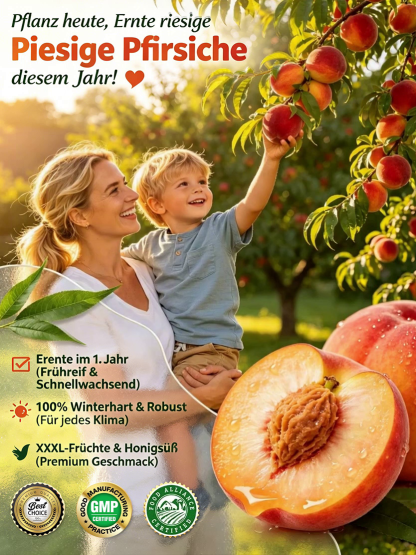 【Schnellwüchsig und widerstandsfähig】Süßer, früh reifender Pfirsichsetzling