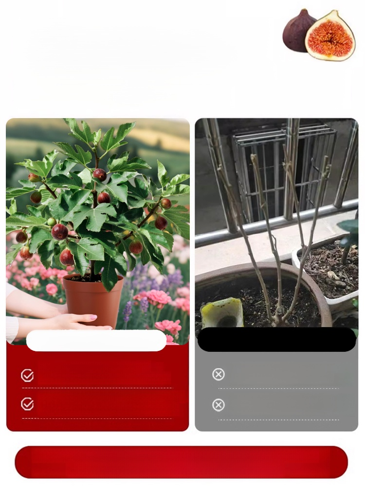 ✨ Sie nennen sie 'natürliches Insulin' ✨ Dies sind hochwertige Feigen aus Griechenland.