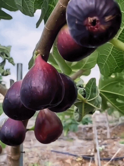 Griechische Import-Feigenbaum – Frische Früchte für den täglichen Genuss