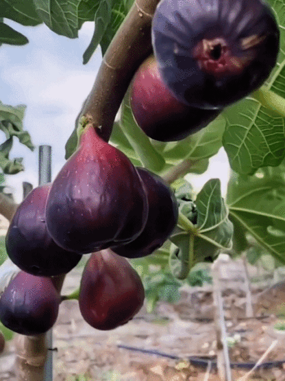 Griechische Import-Feigenbaum – Frische Früchte für den täglichen Genuss