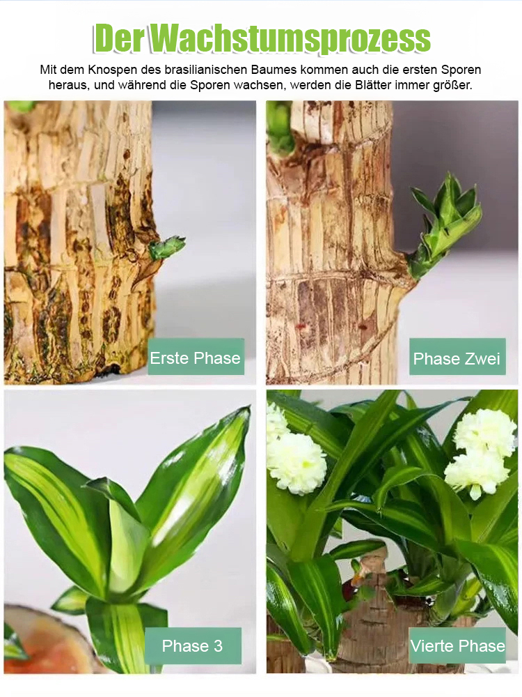 【Wenn das Glück sich wendet】Wasserpflege für Glücksbambus