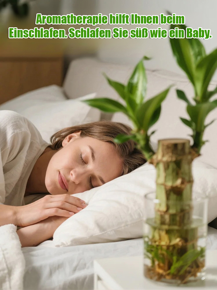 【Wenn das Glück sich wendet】Wasserpflege für Glücksbambus