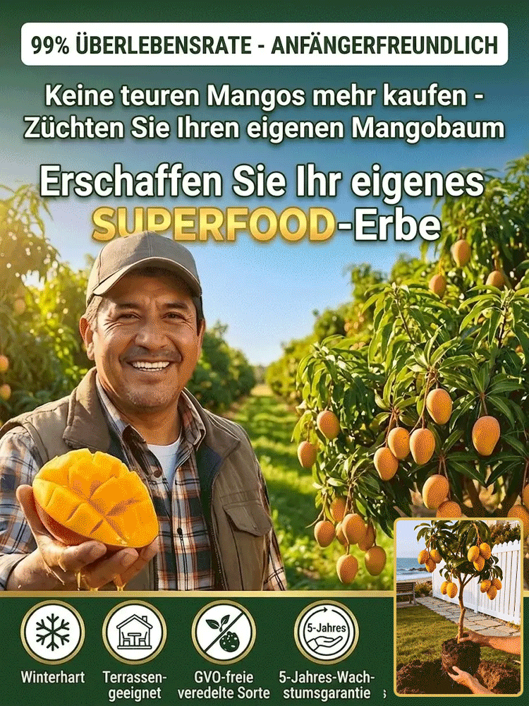 [1-2 Jahre Ergebnisse] Nicht-GVO-zwergveredelte Mangosetzlinge