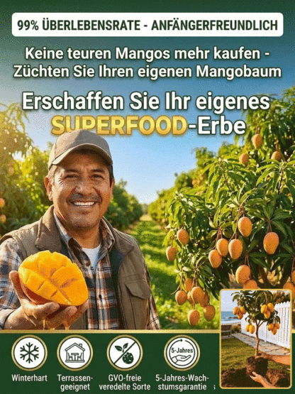 [1-2 Jahre Ergebnisse] Nicht-GVO-zwergveredelte Mangosetzlinge