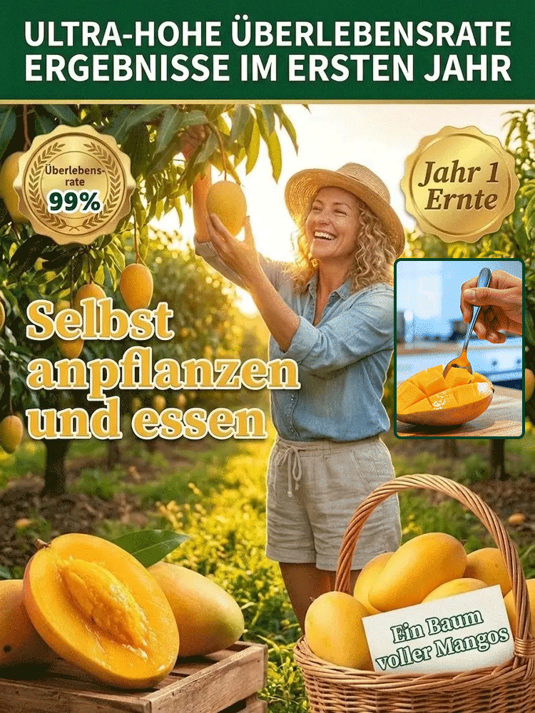 [1-2 Jahre Ergebnisse] Nicht-GVO-zwergveredelte Mangosetzlinge