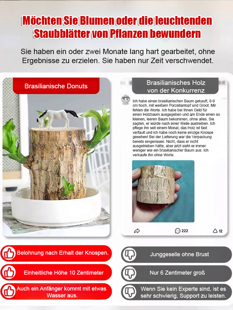 【Wenn das Glück sich wendet】Wasserpflege für Glücksbambus