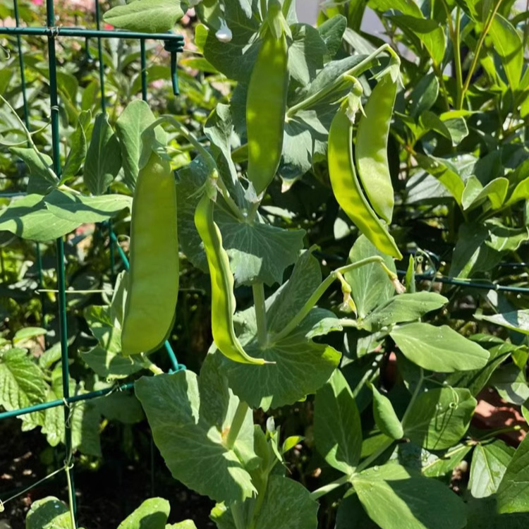 nasiona groszku cukrowego