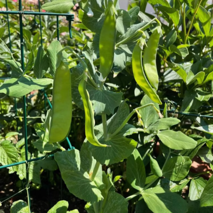 nasiona groszku cukrowego