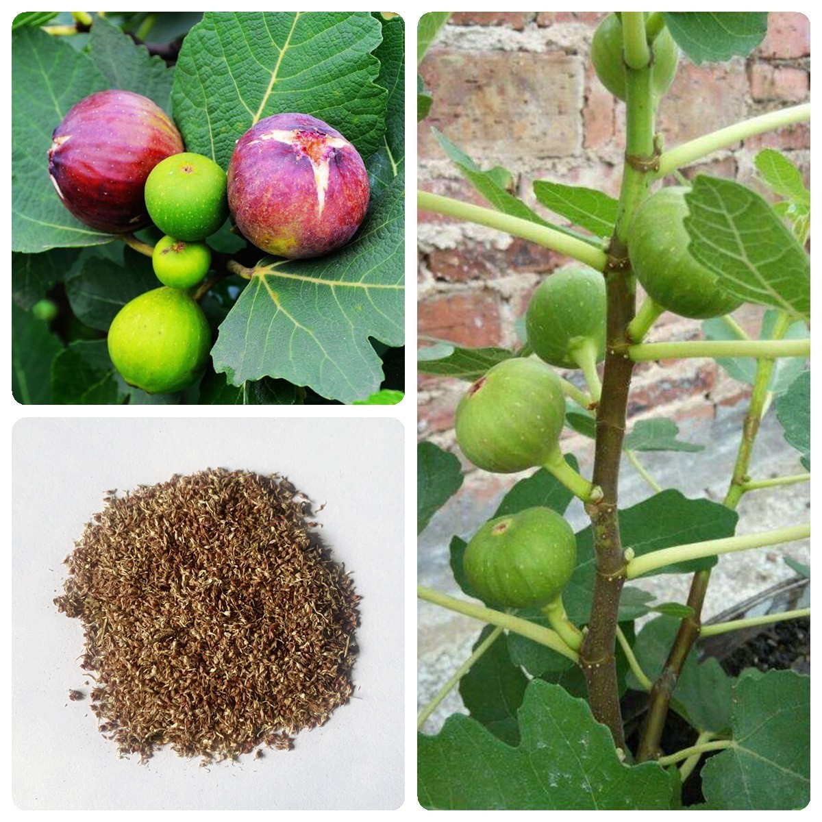 Sadzonki drzewa figowego