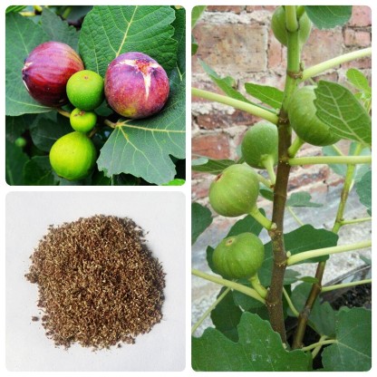 Sadzonki drzewa figowego