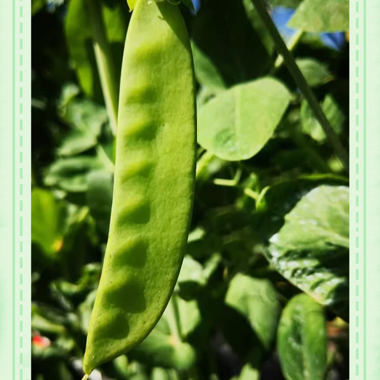 nasiona groszku cukrowego