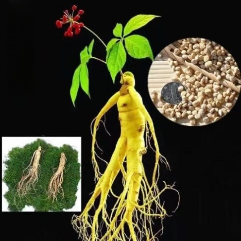 Nasiona dzikiego żeń-szenia z góry Changbai