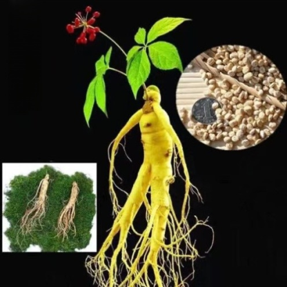 Nasiona dzikiego żeń-szenia z góry Changbai