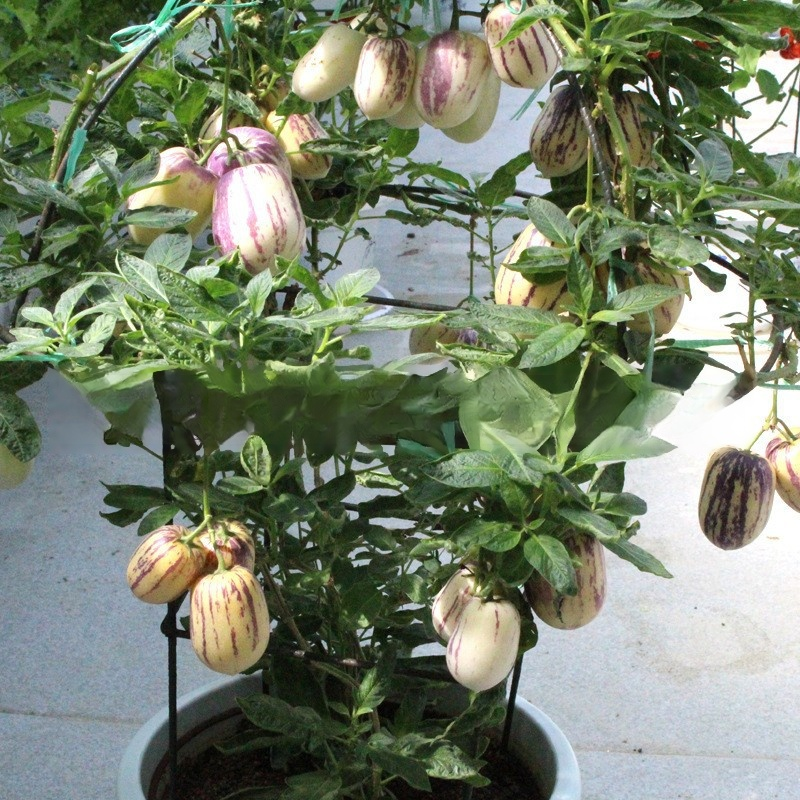 Nasiona żeń-szenia