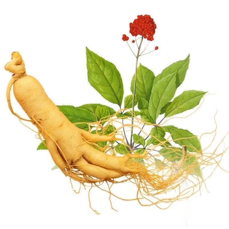 Nasiona dzikiego żeń-szenia z góry Changbai