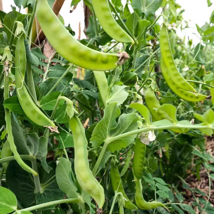 nasiona groszku cukrowego