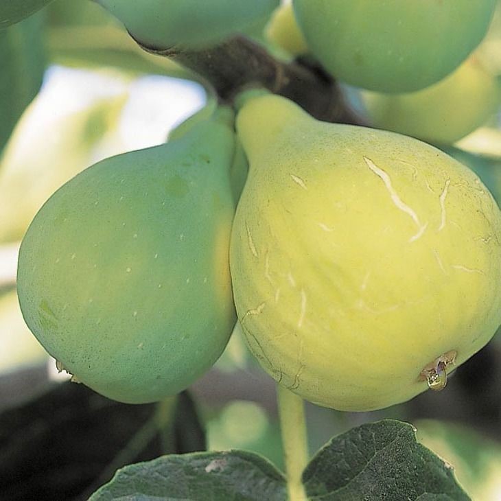 Sadzonki drzewa figowego