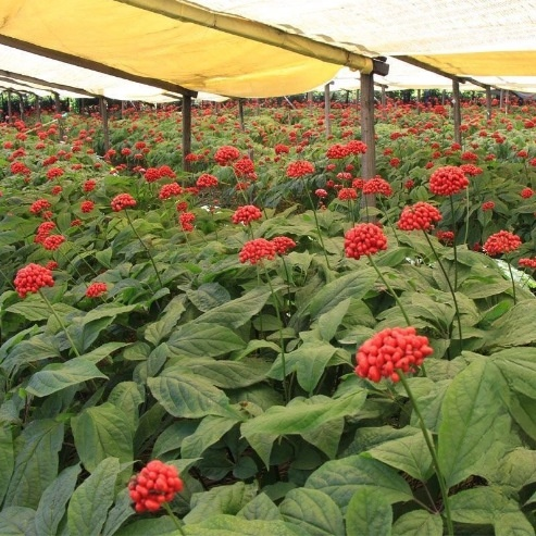 Nasiona dzikiego żeń-szenia z góry Changbai