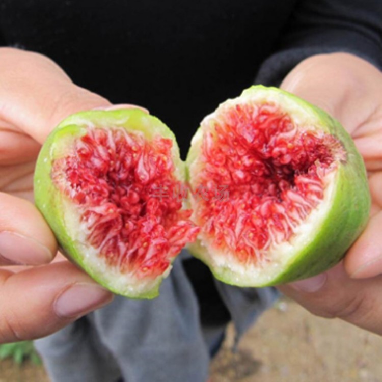 Sadzonki drzewa figowego