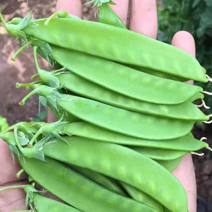 nasiona groszku cukrowego