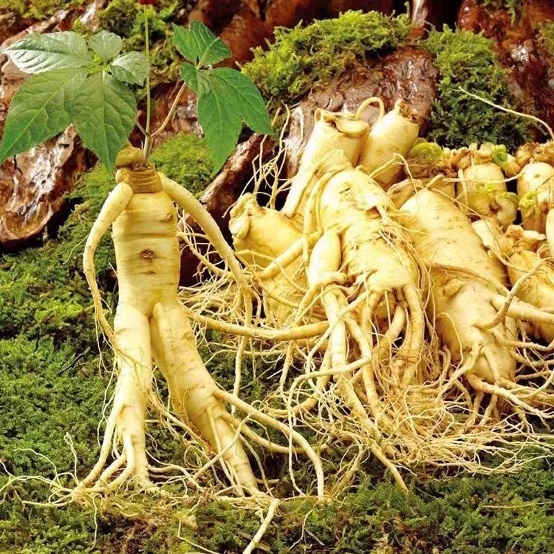 Nasiona dzikiego żeń-szenia z góry Changbai