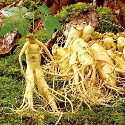 Nasiona dzikiego żeń-szenia z góry Changbai