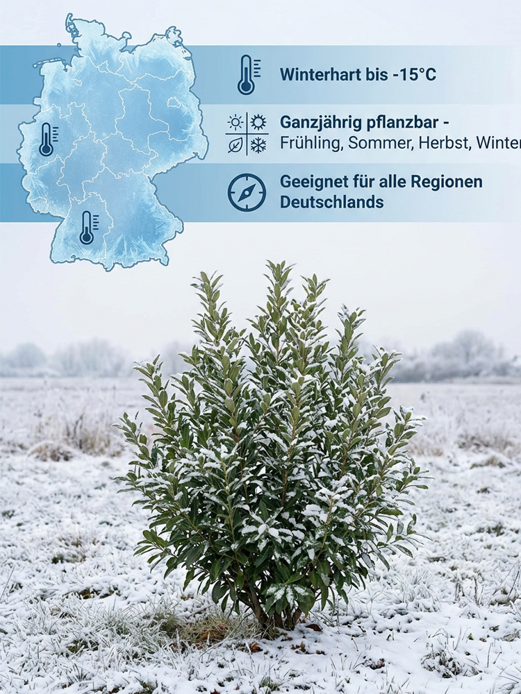 Wir stellen vor: Die Crystal White Yangmei– die Sensation aus Asien, jetzt zertifiziert für europäische Gärten!✅