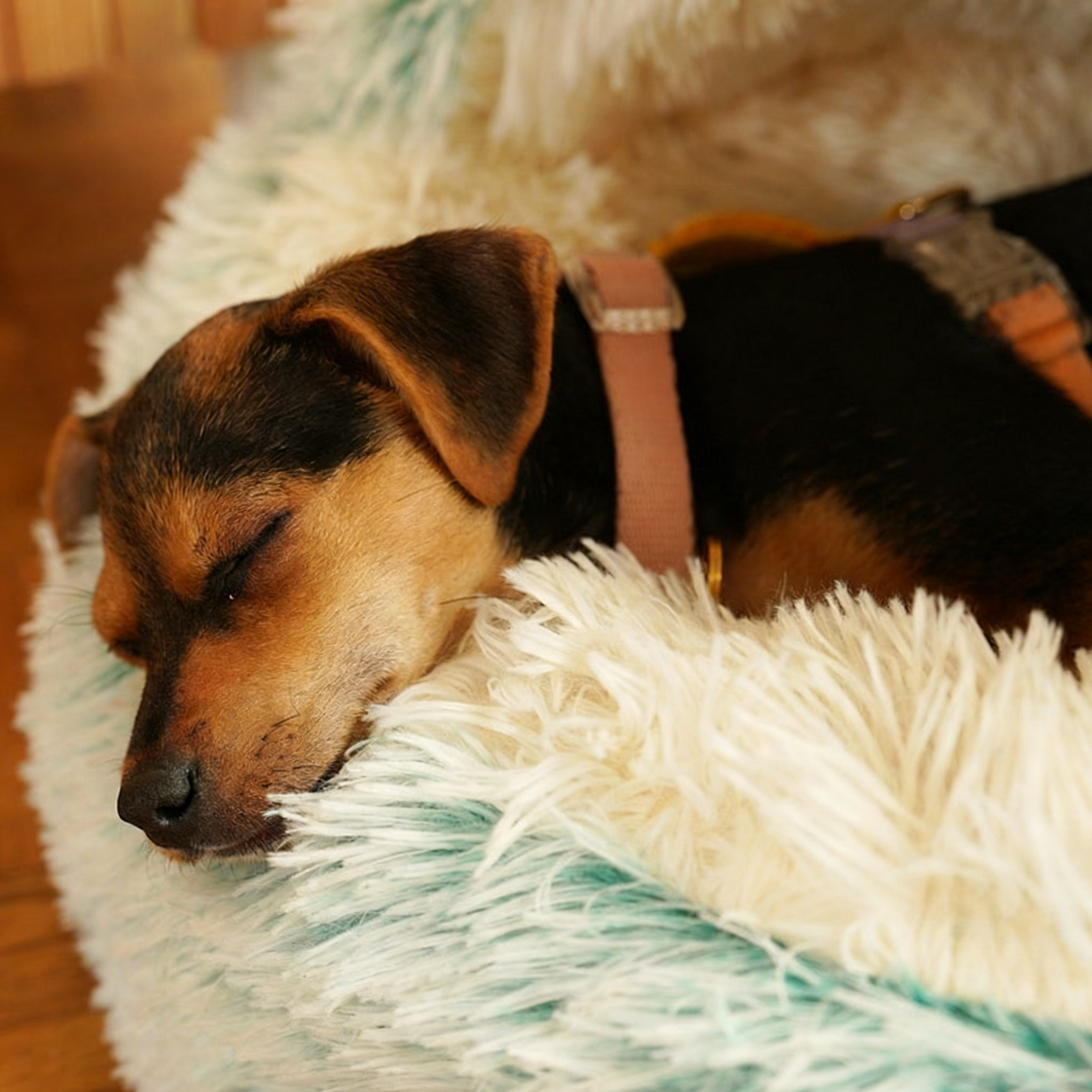 Fluffy Hooded Dog Bed: Warm Plush Cave for Small Pets